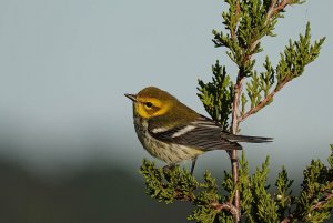 Black-throated Green Warbler