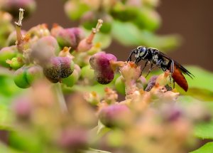 Mole Cricket Hunting Wasp