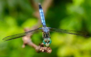 Blue Dasher (male)