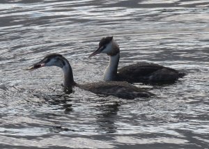 great crested grebe