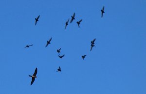 Hobby and starlings