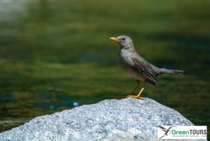 Chiguanco Thrush