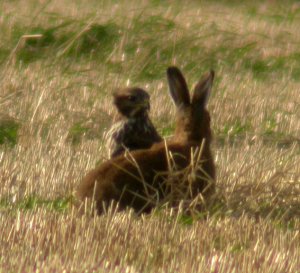 buzzard stalking hare