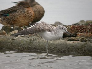 Greenshank