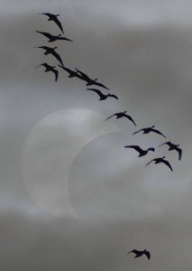 Pinkfeet soar through Eclipse
