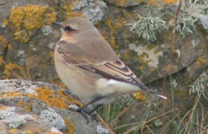 Northern Wheatear