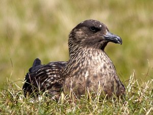 Great Skua