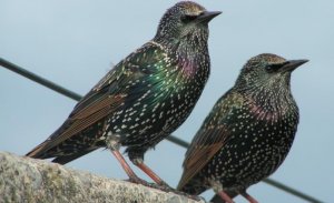Common Starlings