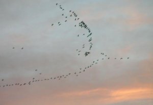Pink-footed Geese at sunset