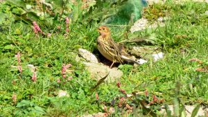 Red-throated Pipit