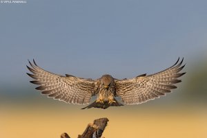 Lesser Kestrel | Falco naumanni