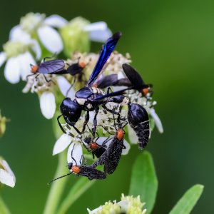 Black-and-White Mason Wasp