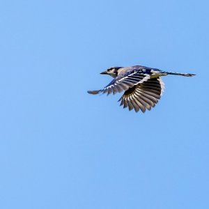 Blue Jay