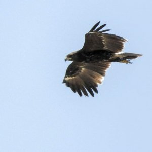 Greater Spotted Eagle Egypt