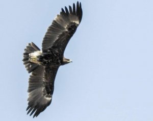 Greater Spotted Eagle Egypt