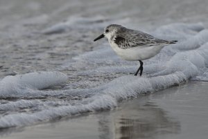 Sanderling