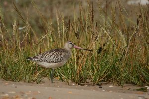 Bar-Tailed Godwit at Poole Harbour