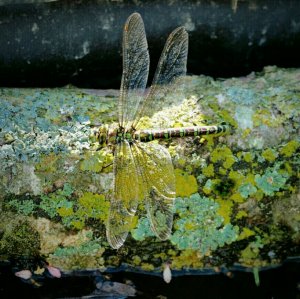 Southern Hawker dragonfly, female
