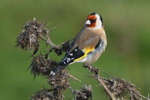 Goldfinch