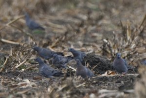 Stock Dove