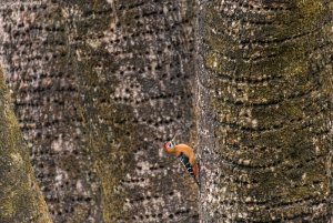 Rufous-bellied Woodpecker | Dendrocopos hyperythrus