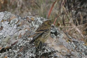 Ethiopian (Black-headed) Siskin (juvenile)