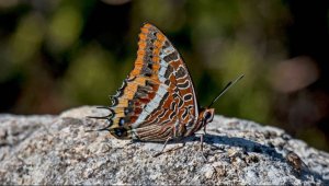 Two-tailed pasha Charaxes jasius