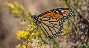 Monarch (Milkweed) Danaus plexippus Vale Santo , Algarve 2019