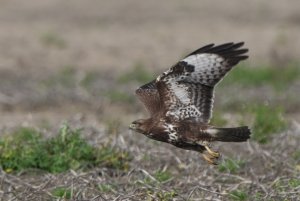 Common Buzzard