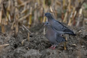 Stock Dove