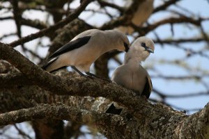 Stresemann's Bush Crows allopreening