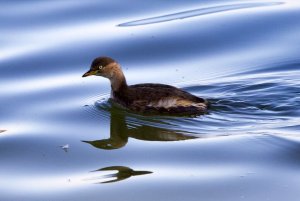 Little Grebe