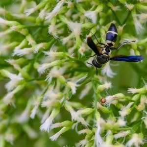 Black-and-white Potter Wasp