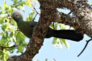 Prince Ruspoli's Turaco