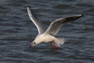 Black-headed Gull