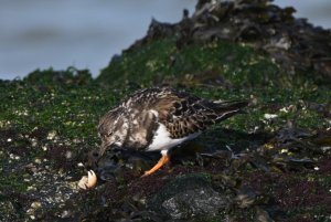 Turnstone