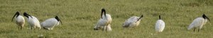 Black-headed Ibis Group