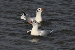 Black-headed Gull