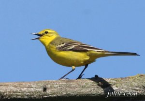 yellow wagtail