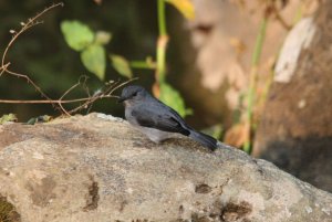 Cassin's Grey Flycatcher