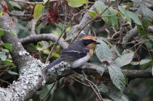 Ludher's Bush Shrike