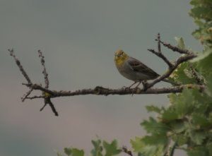 cinereous bunting