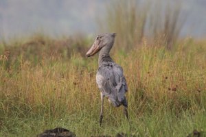 Shoebill