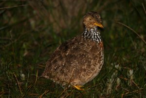 Plains Wanderer