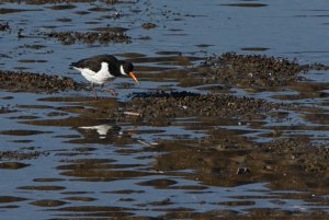 Oystercatcher