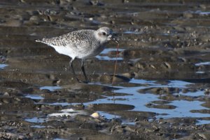 Grey Plover