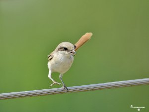 A young Brown Shrike