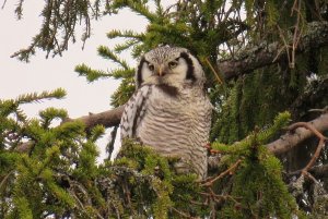 Northern Hawk Owl