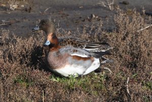 Eurasian Wigeon