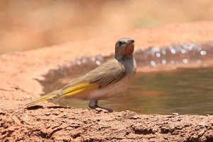 Rufous-throated Honeyeater